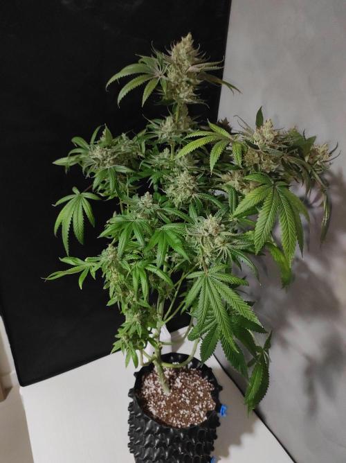 Gelato 41 #2. Week 14