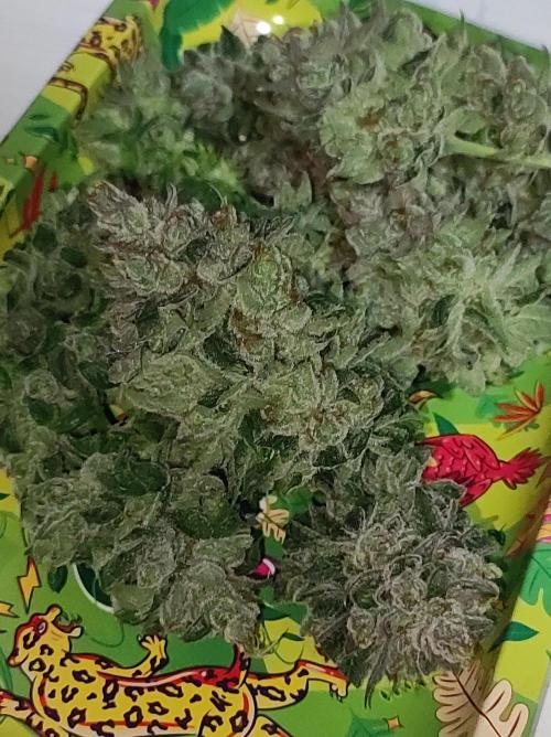 Gelato 41 #2. Week 15