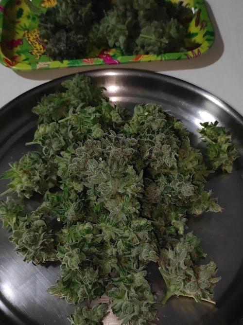 Gelato 41 #2. Week 15