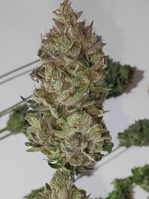 Gelato 41 #2. Week 15