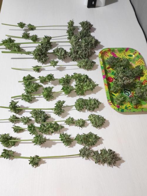 Gelato 41 #2. Week 15