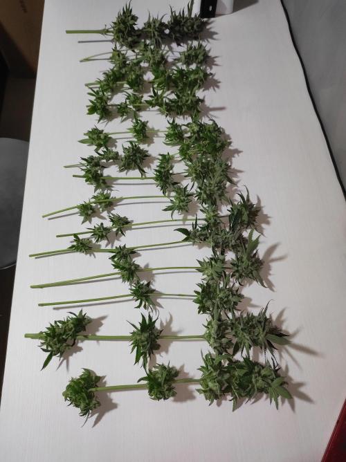 Gelato 41 #2. Week 15