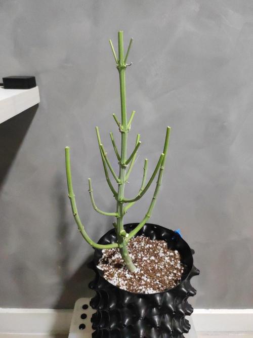 Gelato 41 #2. Week 15