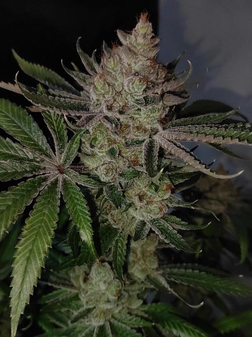 Gelato 41 #2. Week 15