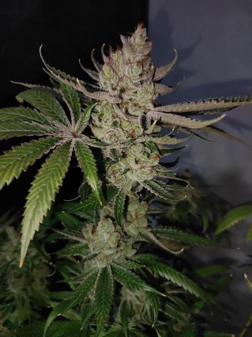 Gelato 41 #2. Week 15