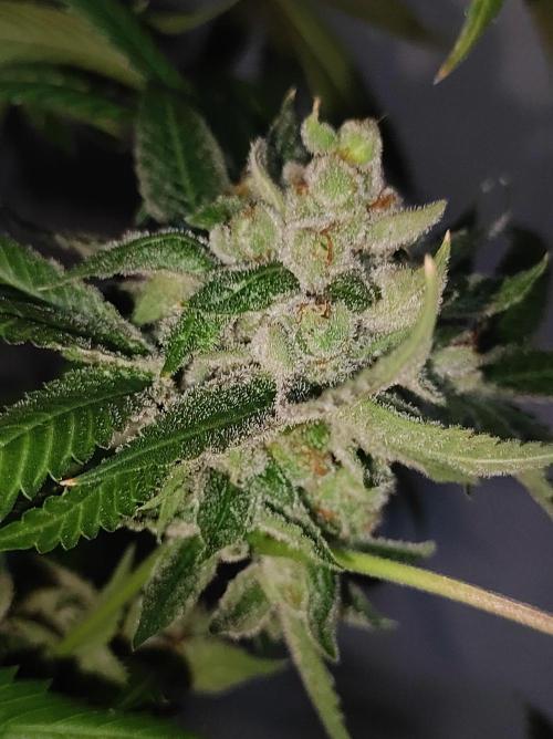 Gelato 41 #2. Week 15