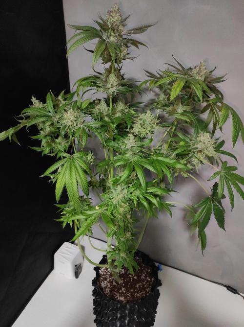 Gelato 41 #2. Week 15