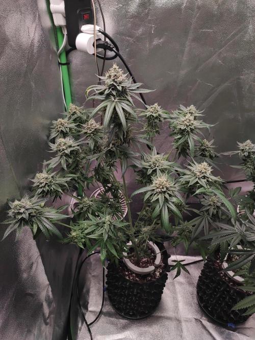 Gelato 41 #3. Week 11