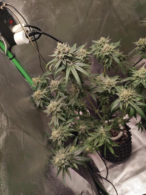 Gelato 41 #3. Week 11