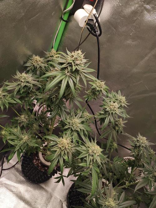 Gelato 41 #3. Week 11