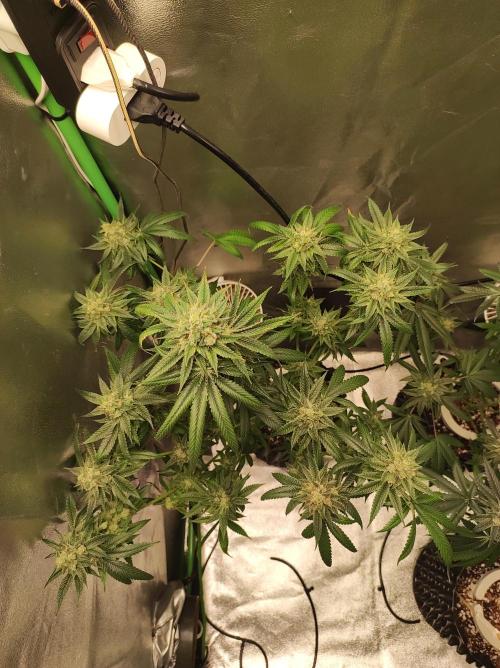 Gelato 41 #3. Week 11