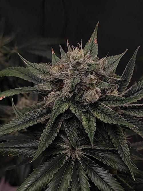 Gelato 41 #3. Week 11