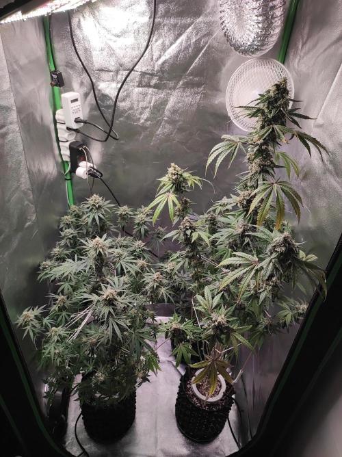 Gelato 41 #3. Week 11