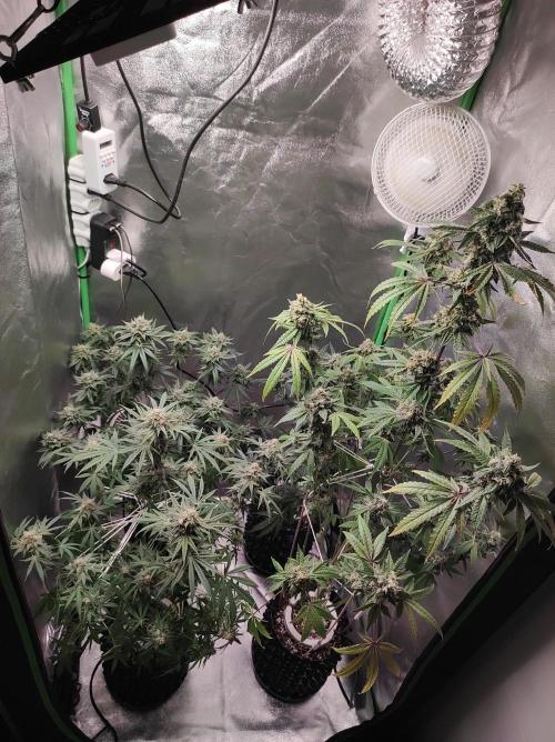 Gelato 41 #4. Week 11