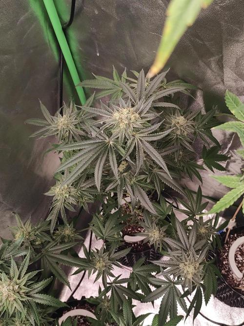 Gelato 41 #4. Week 11