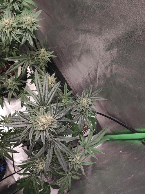 Gelato 41 #4. Week 11