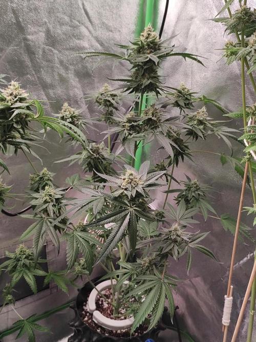 Gelato 41 #4. Week 11