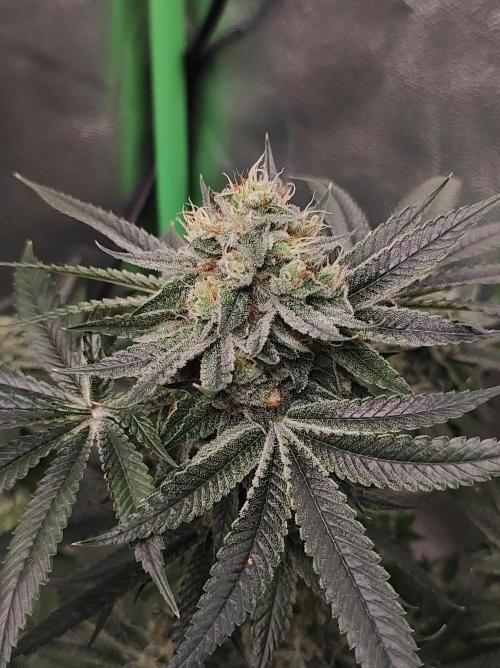 Gelato 41 #4. Week 11