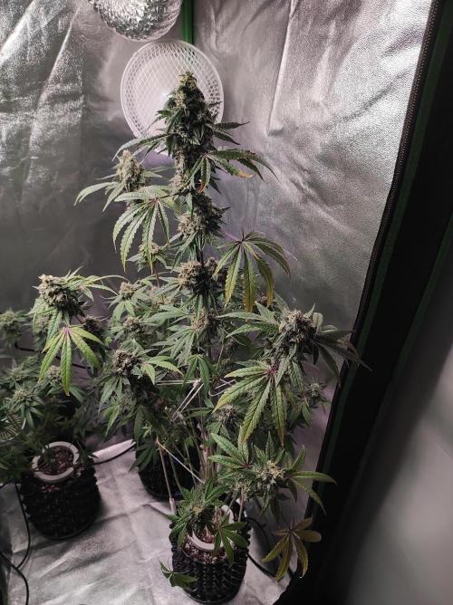 Lambeijax #Santa Maria. Week 11