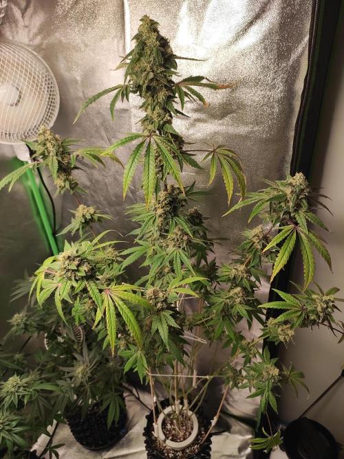 Lambeijax #Santa Maria. Week 11