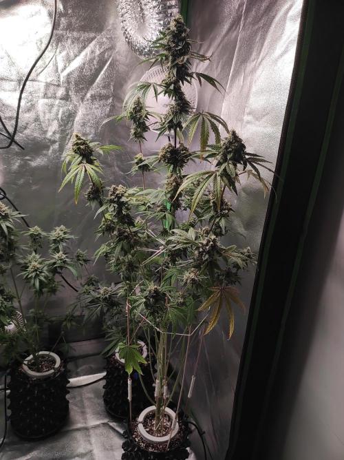 Lambeijax #Santa Maria. Week 11