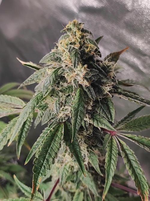 Lambeijax #Santa Maria. Week 11