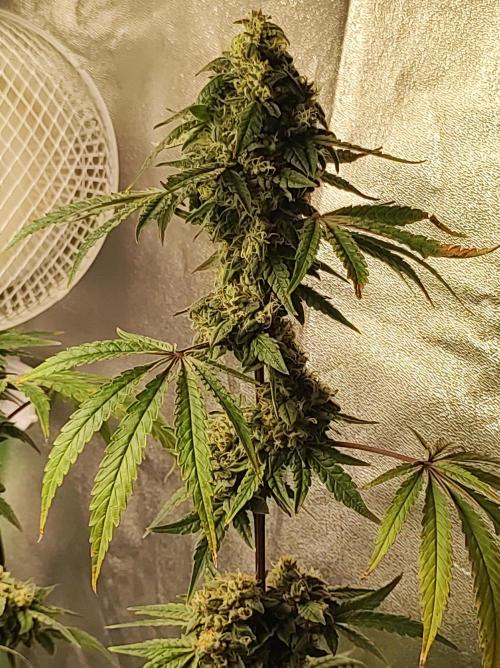 Lambeijax #Santa Maria. Week 11