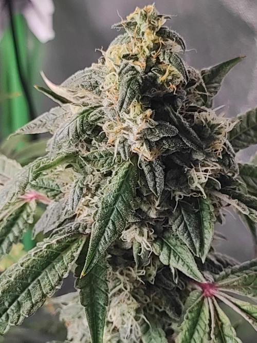 Lambeijax #Santa Maria. Week 11