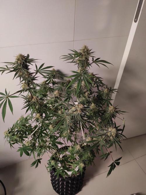 TUTIFRUIT #Santa Maria. Week 11