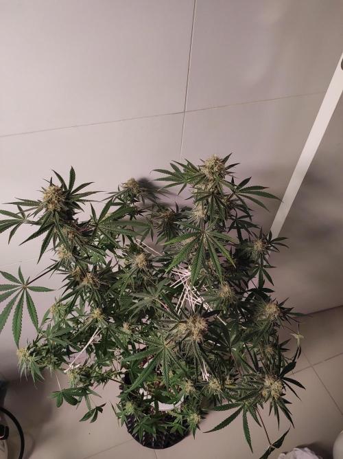 TUTIFRUIT #Santa Maria. Week 11