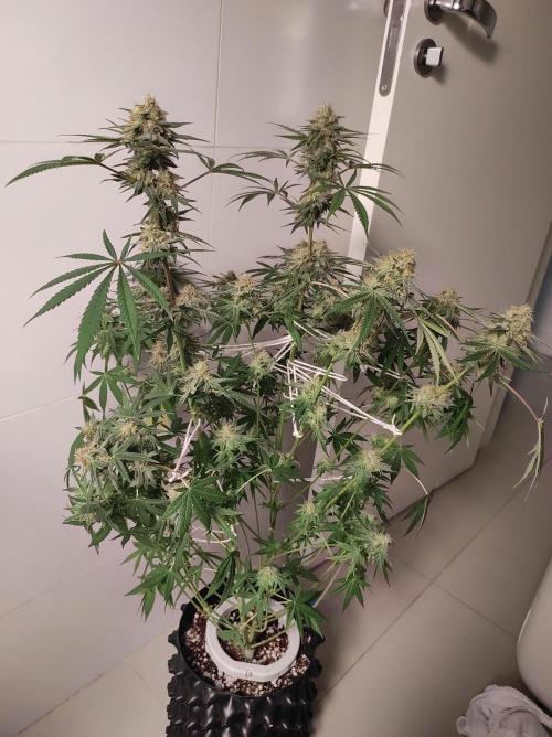 TUTIFRUIT #Santa Maria. Week 11