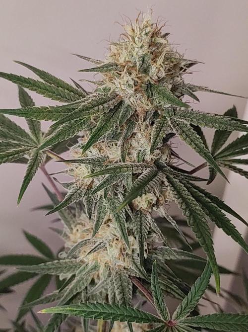 TUTIFRUIT #Santa Maria. Week 11