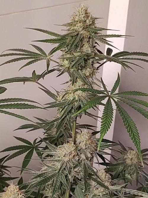 TUTIFRUIT #Santa Maria. Week 11