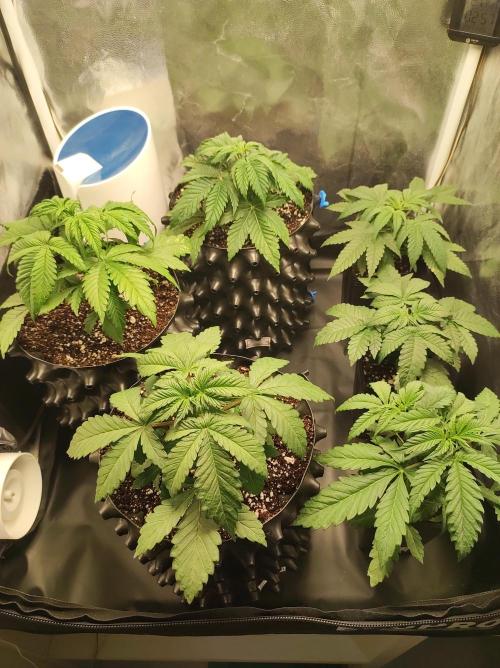 Godness Flower #2. Week 3