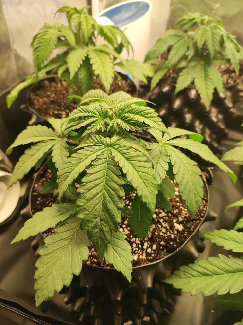 Godness Flower #2. Week 3