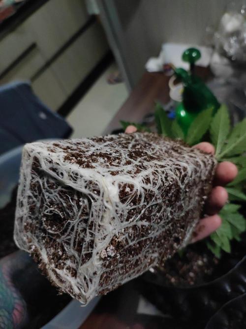 Godness Flower #2. Week 3