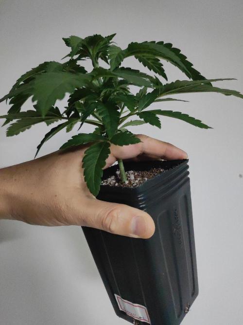 Godness Flower #2. Week 3