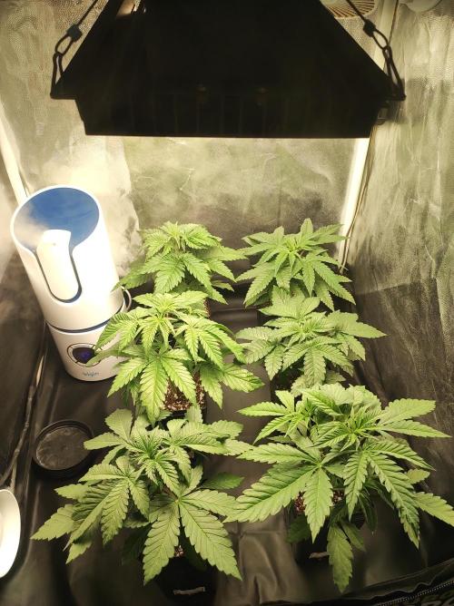 Godness Flower #2. Week 3