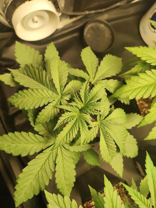 Godness Flower #2. Week 3