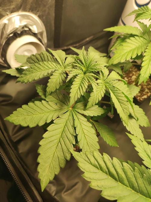 Godness Flower #2. Week 3