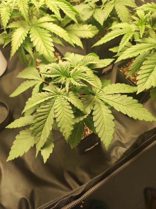 Godness Flower #2. Week 3