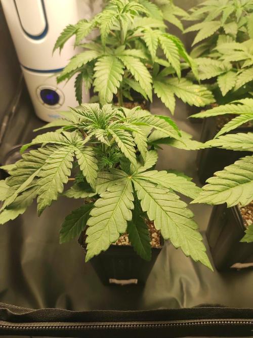 Godness Flower #2. Week 3