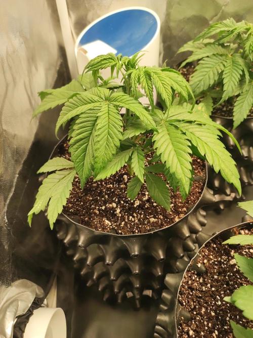 Lambeijax #2. Week 3