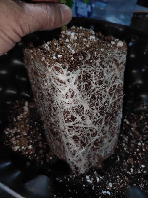 Lambeijax #2. Week 3