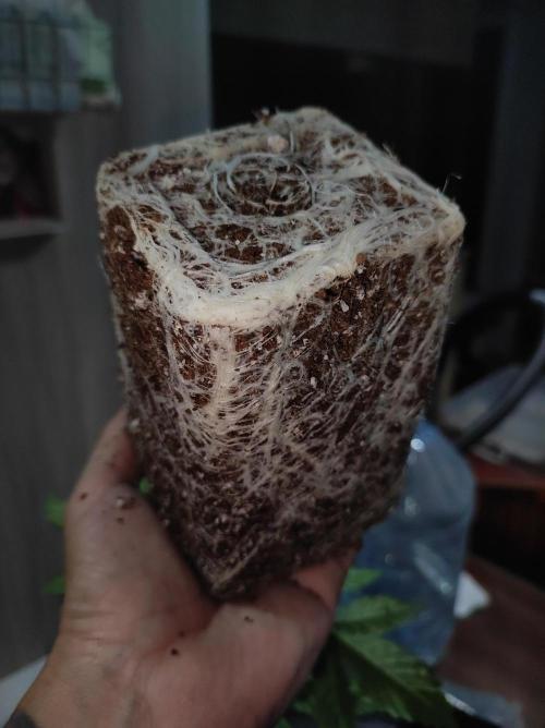 Lambeijax #2. Week 3