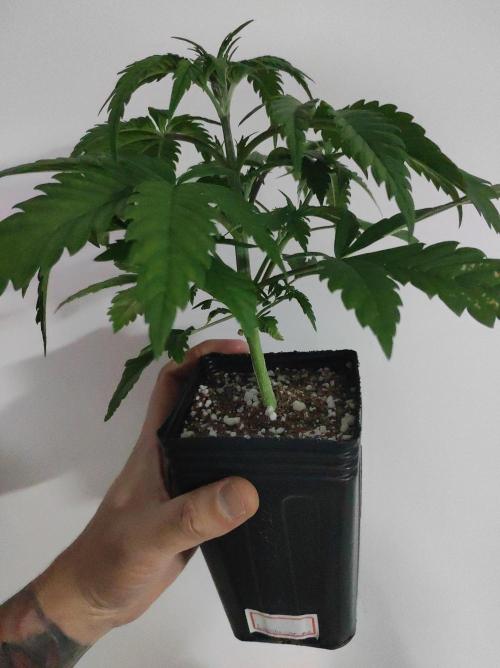 Lambeijax #2. Week 3