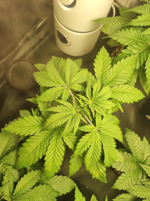 Lambeijax #2. Week 3