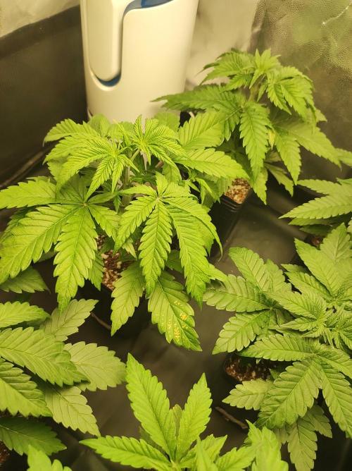 Lambeijax #2. Week 3