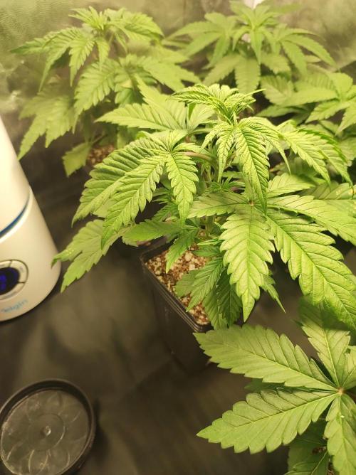 Lambeijax #2. Week 3