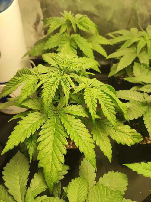 Lambeijax #2. Week 3